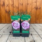 Ruža veľkokvetá (Rosa) ´WALTZ TIME´ - výška 10-20 cm, P11